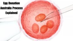 Egg Donation in Australia – Process, Legal Rights & Support for Donors and Recipients